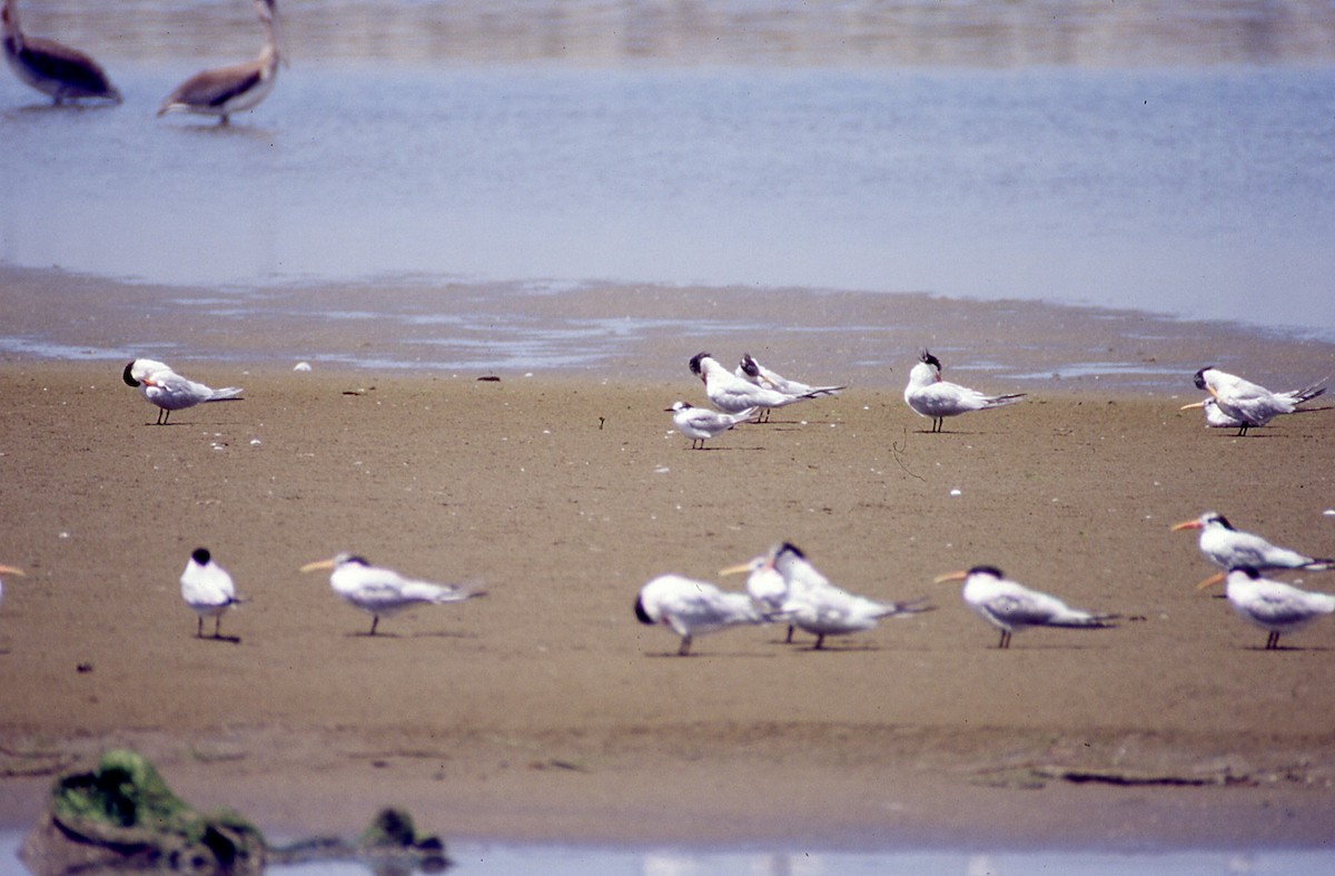 Common Tern - Keith Kwan