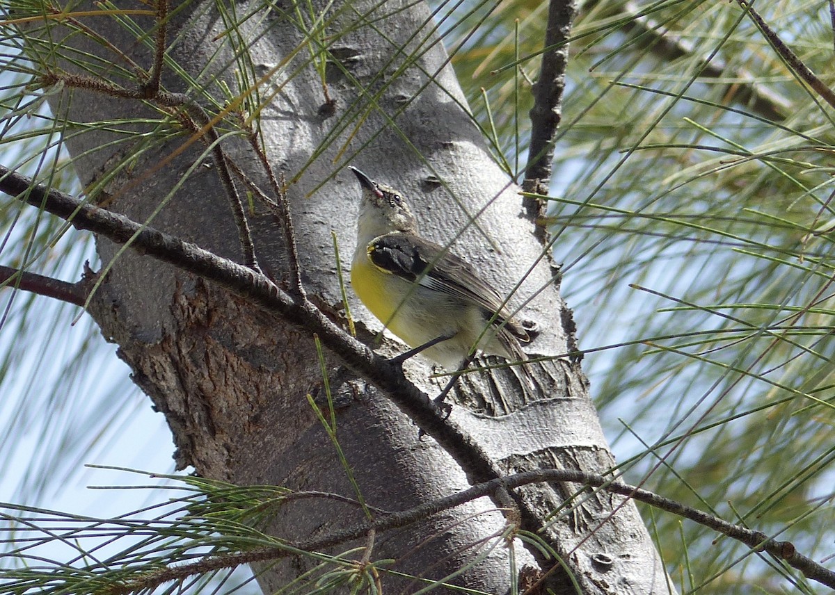 Sucrier à ventre jaune - ML427108451