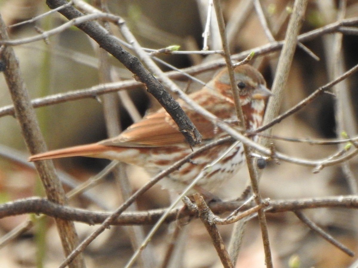 Fox Sparrow - ML427108641