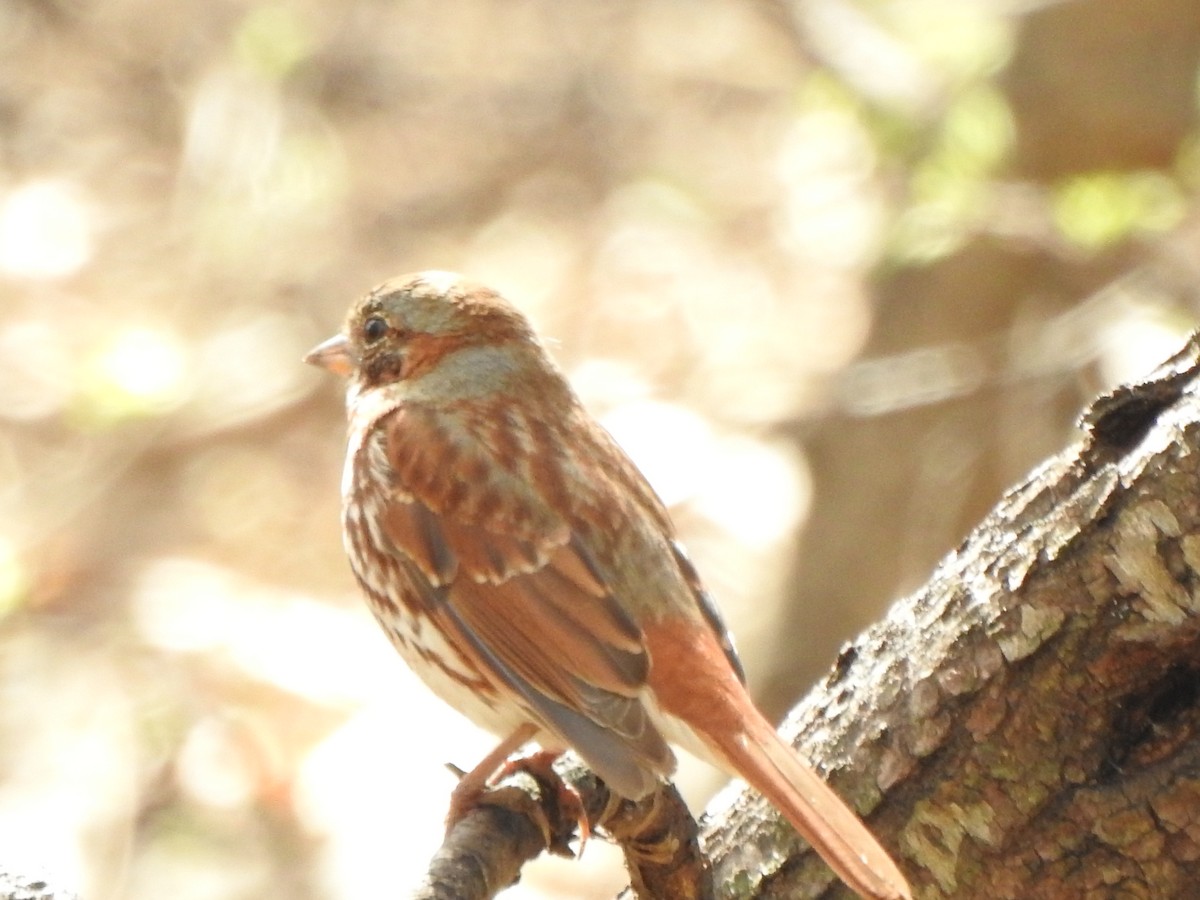 Fox Sparrow - ML427108661