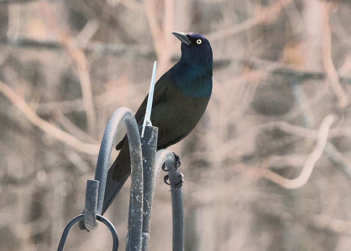 Common Grackle - ML427108751