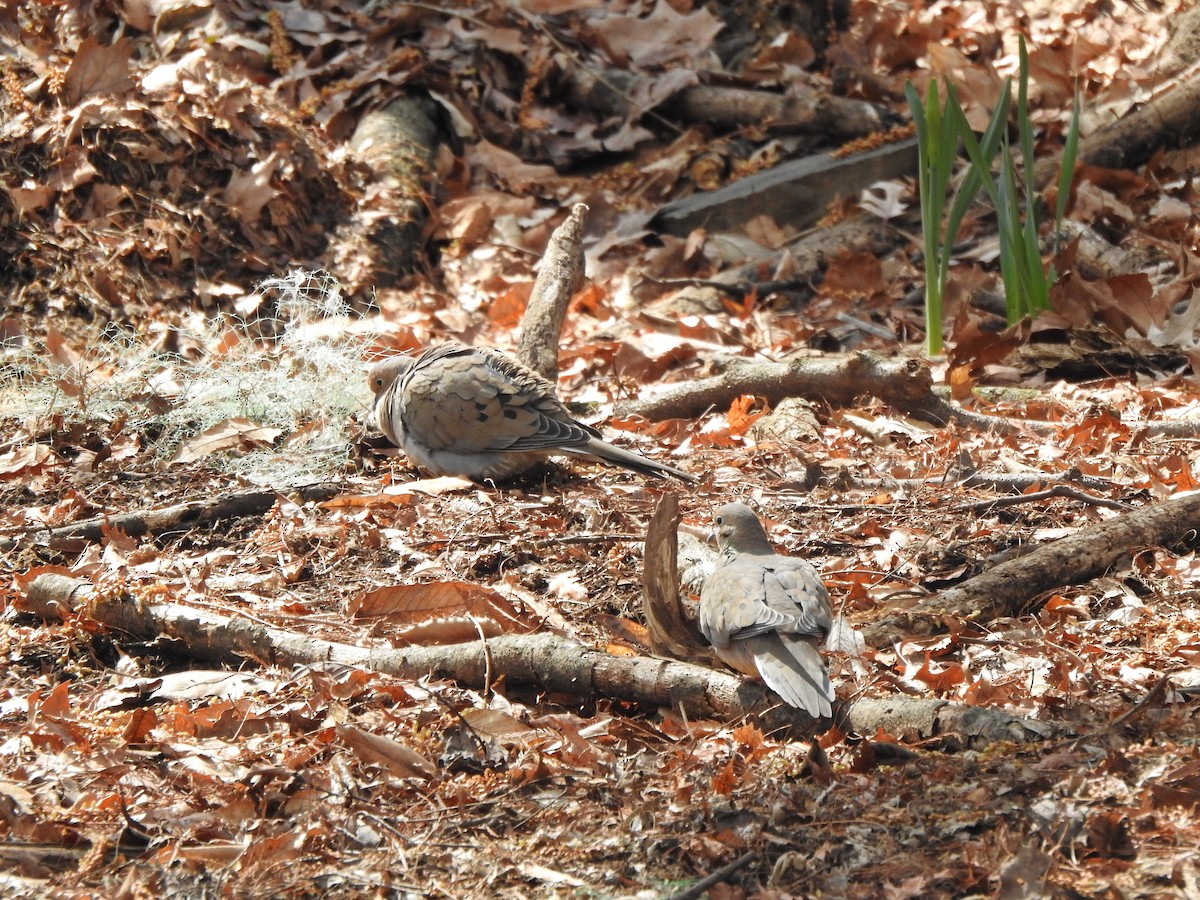 Mourning Dove - ML427108811