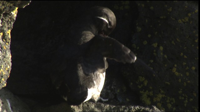 Parakeet Auklet - ML427109