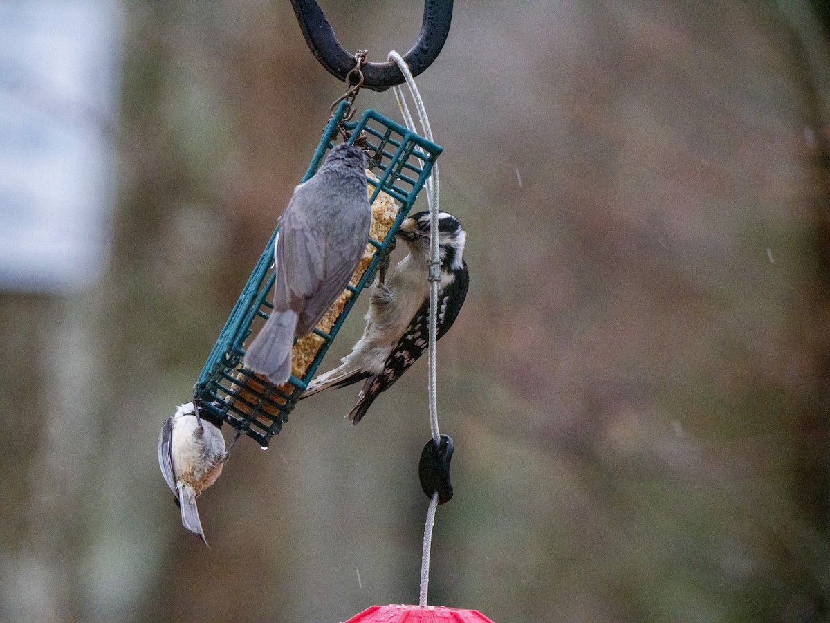 Black-capped Chickadee - ML427109201