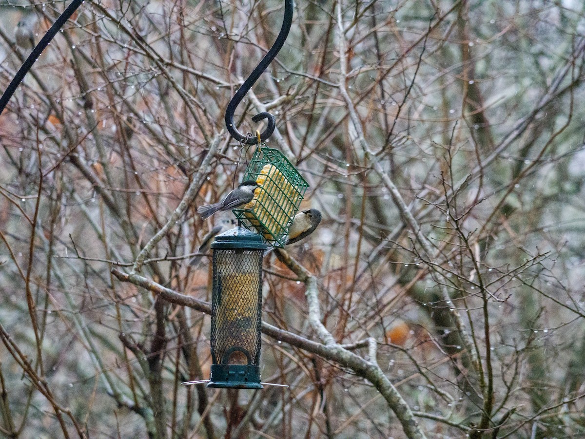 Tufted Titmouse - ML427109311