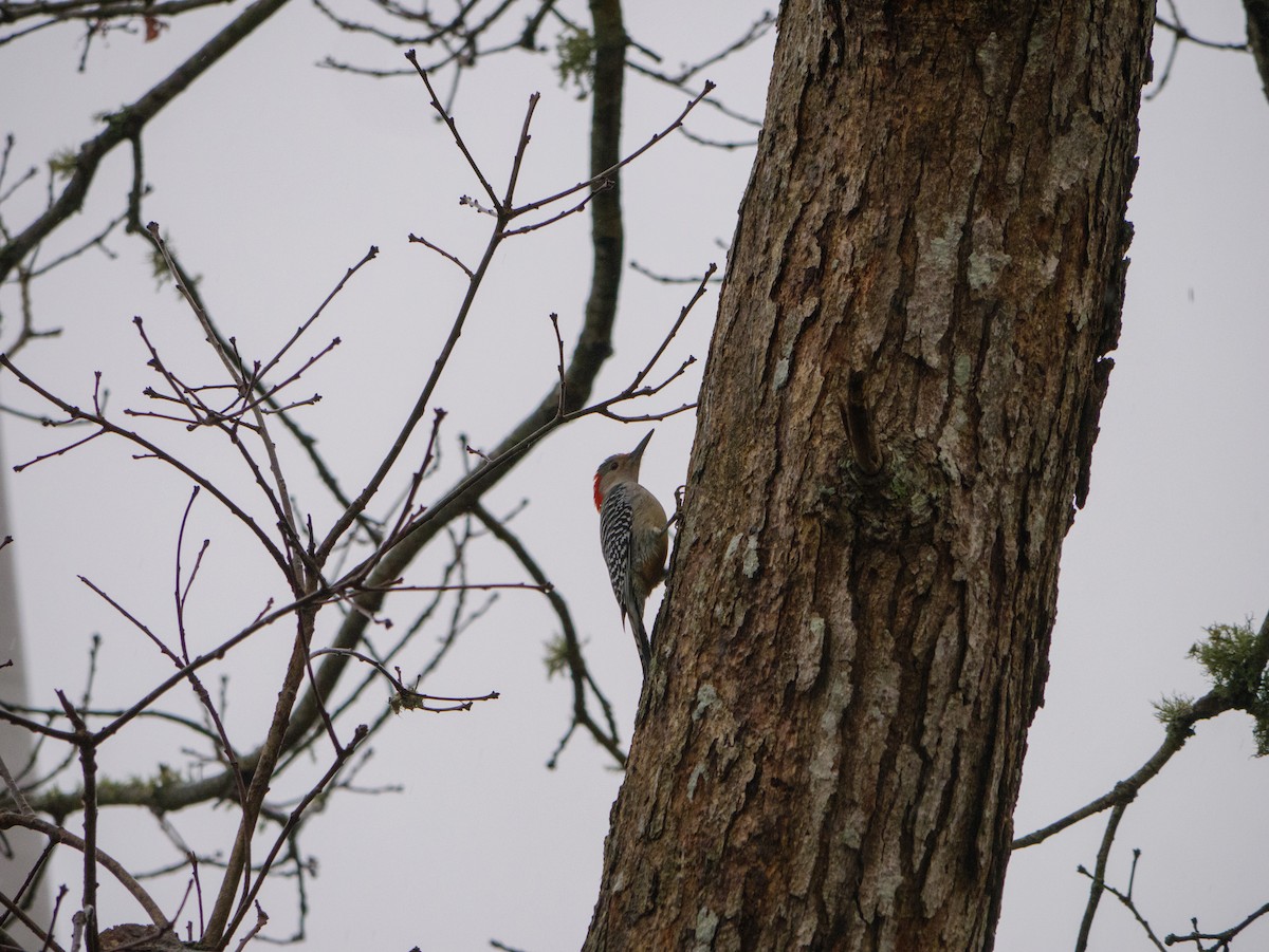 Red-bellied Woodpecker - ML427109431