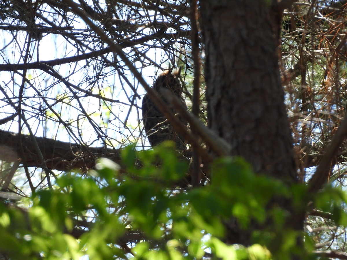 Great Horned Owl - ML427111781