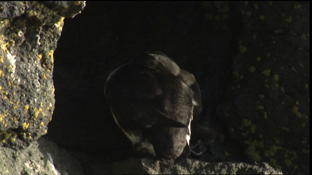 Parakeet Auklet - ML427112