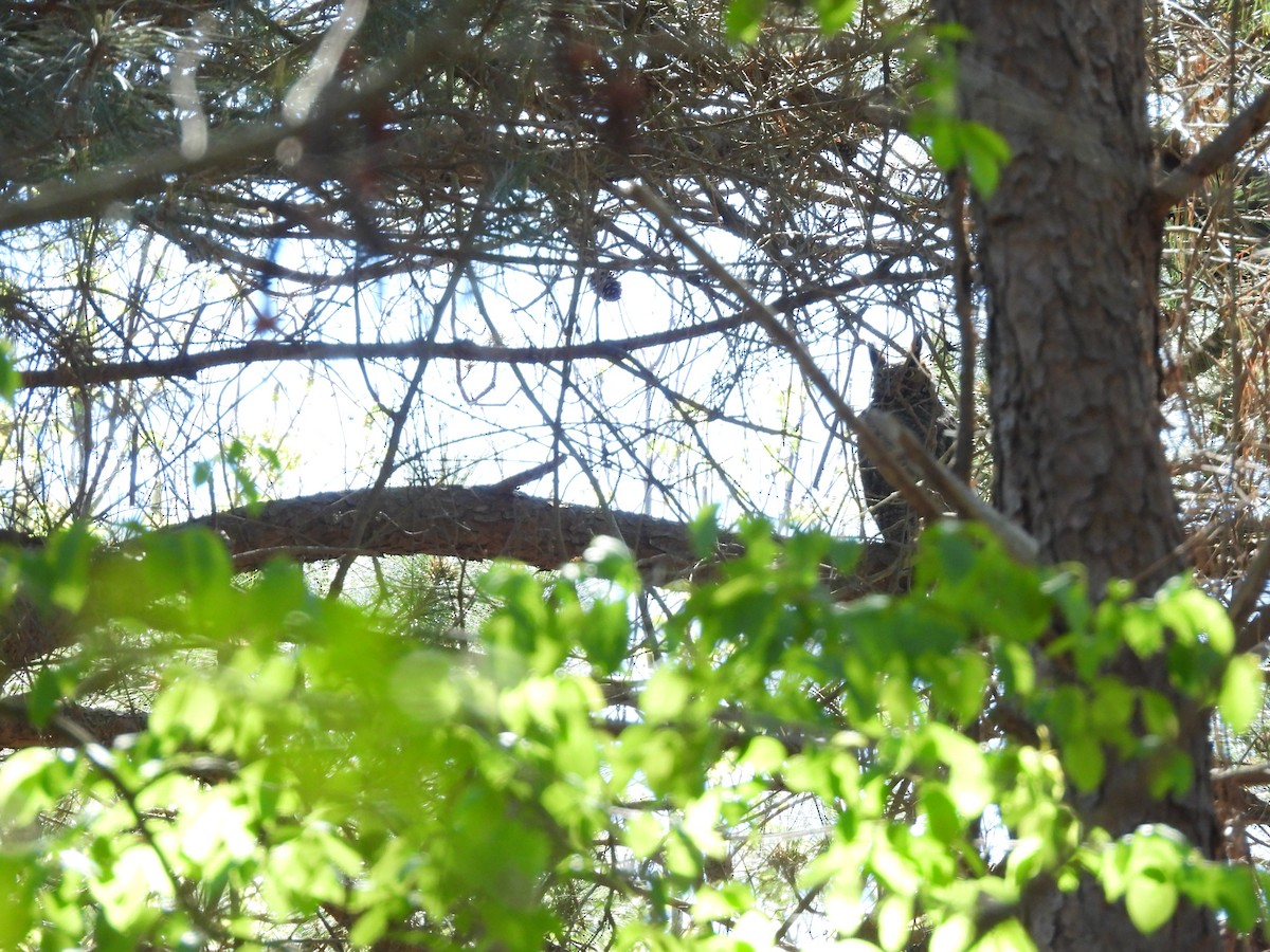 Great Horned Owl - ML427112001