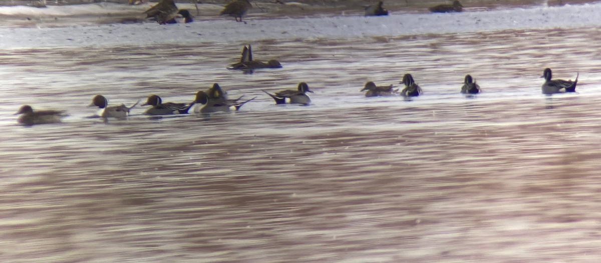 Northern Pintail - ML427112561