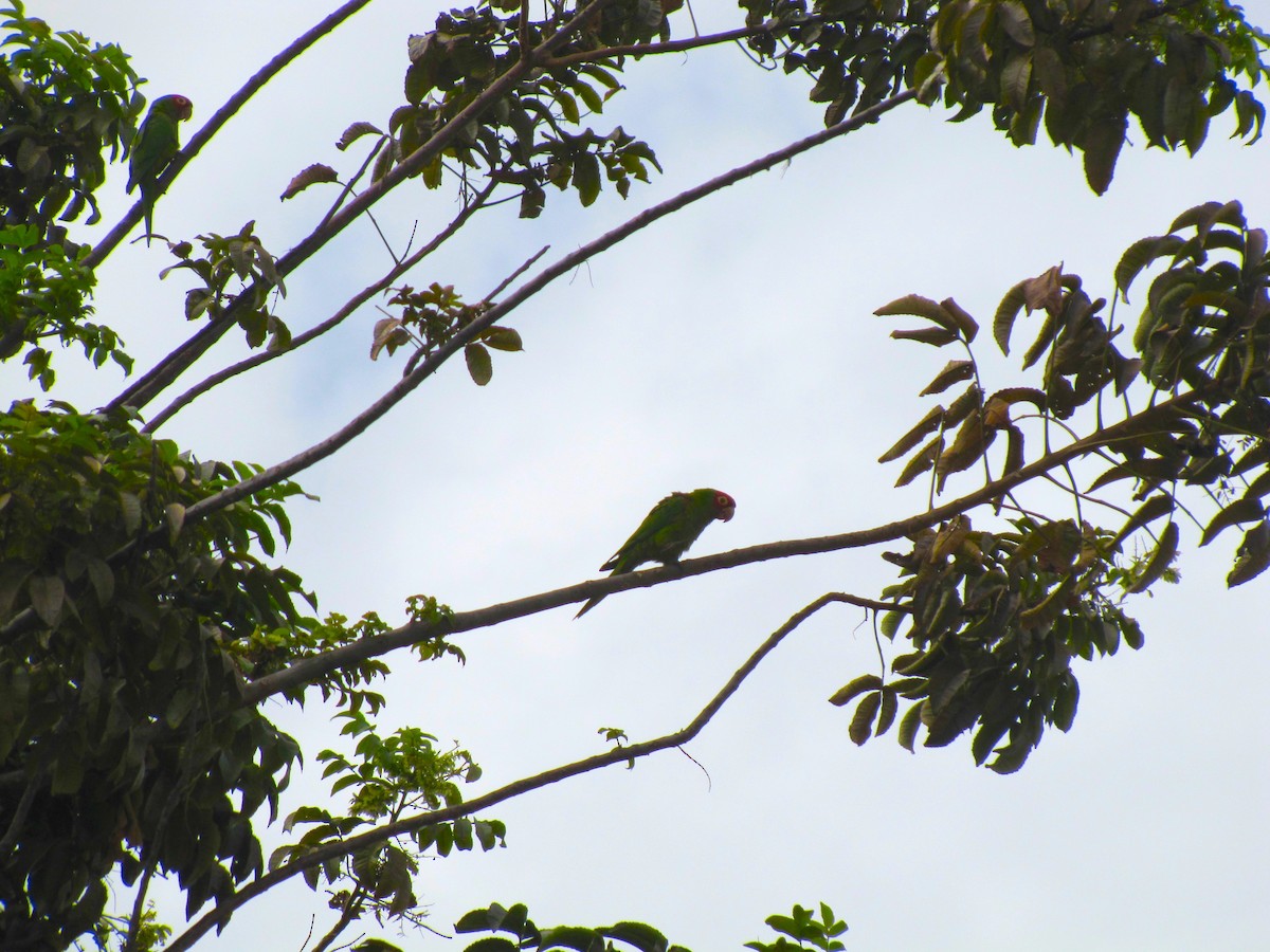 Red-masked Parakeet - ML42711311