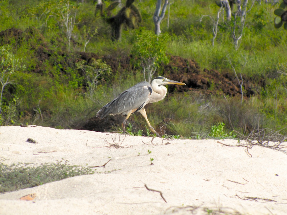 Great Blue Heron - ML42711381