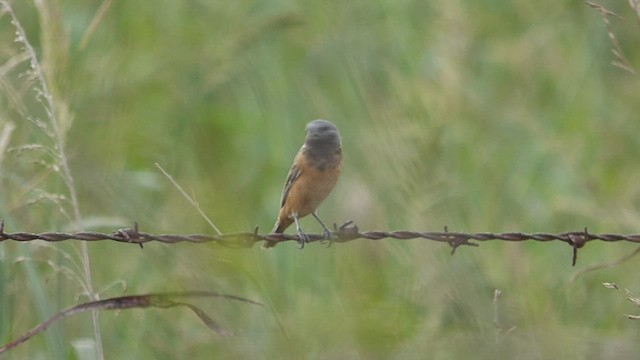 Dark-throated Seedeater - ML427114811