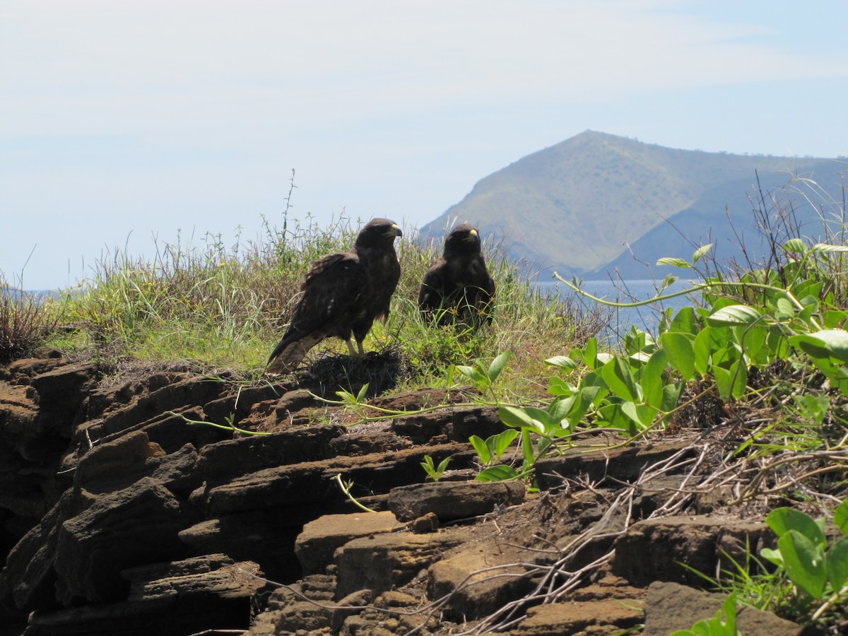 Galapagos Hawk - Taryn Lourie
