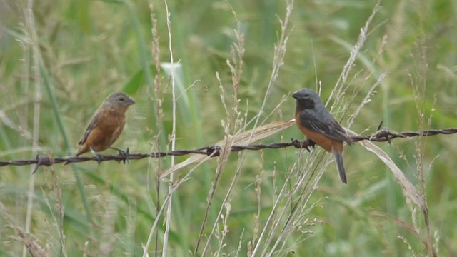 Dark-throated Seedeater - ML427115191