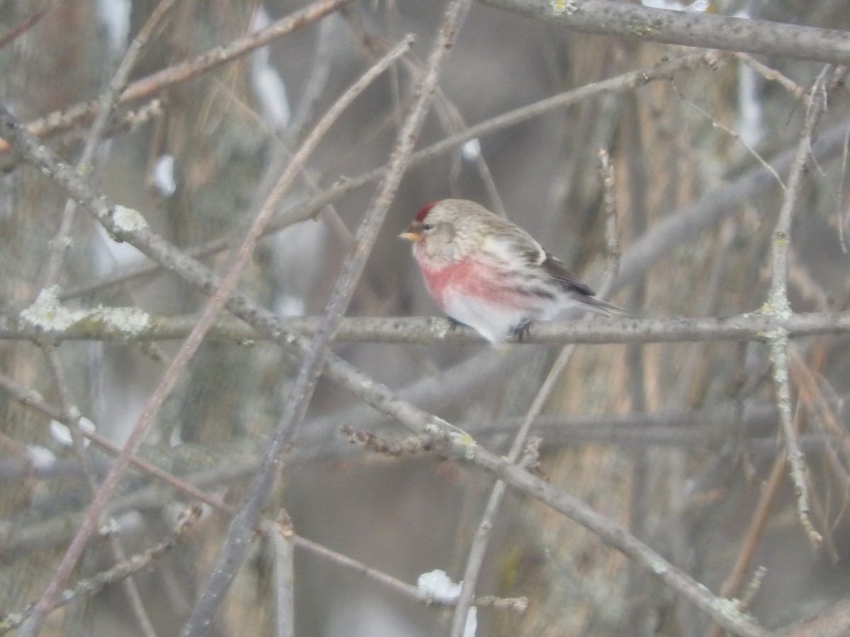 Common/Hoary Redpoll - Scott Gibson