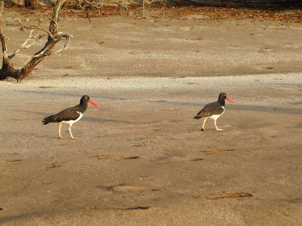 American Oystercatcher - ML42711541