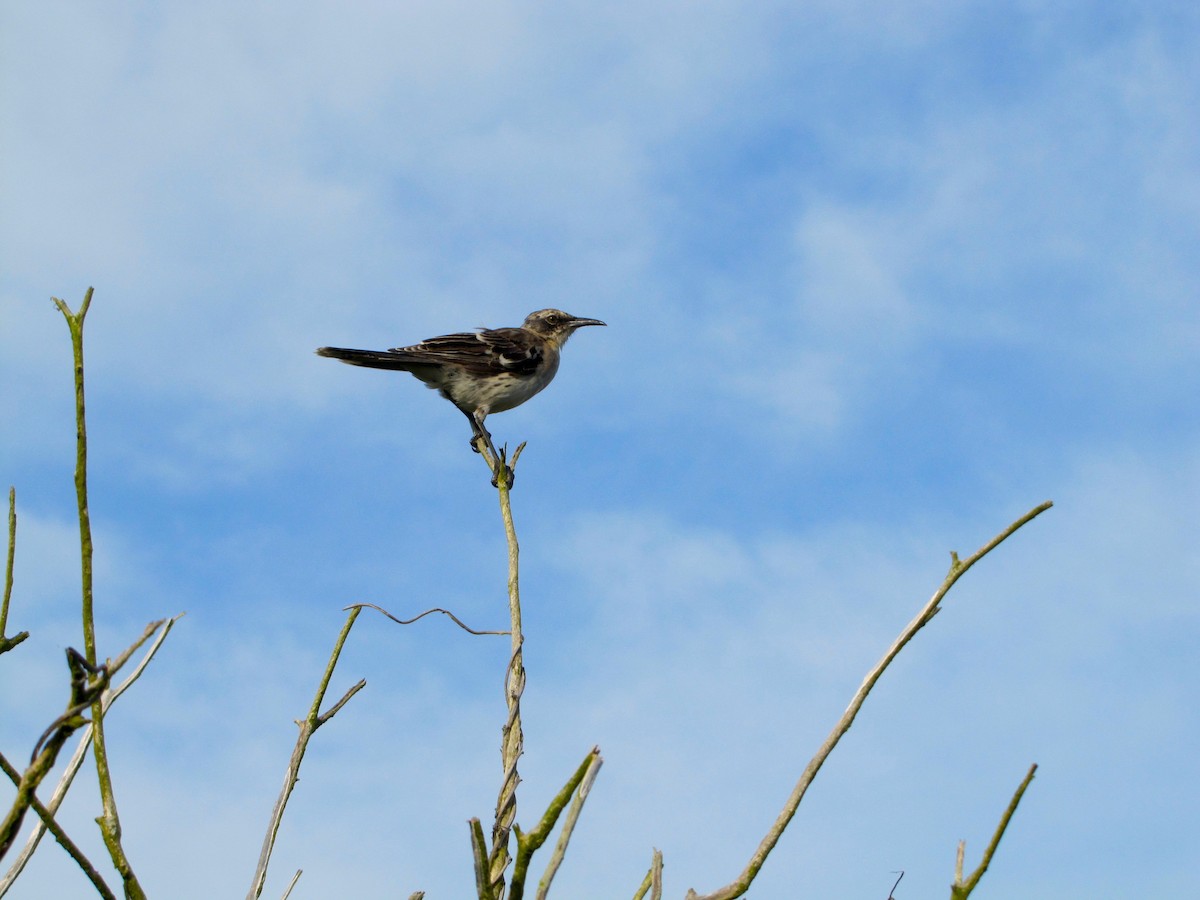 Galapagos Mockingbird - ML42711551