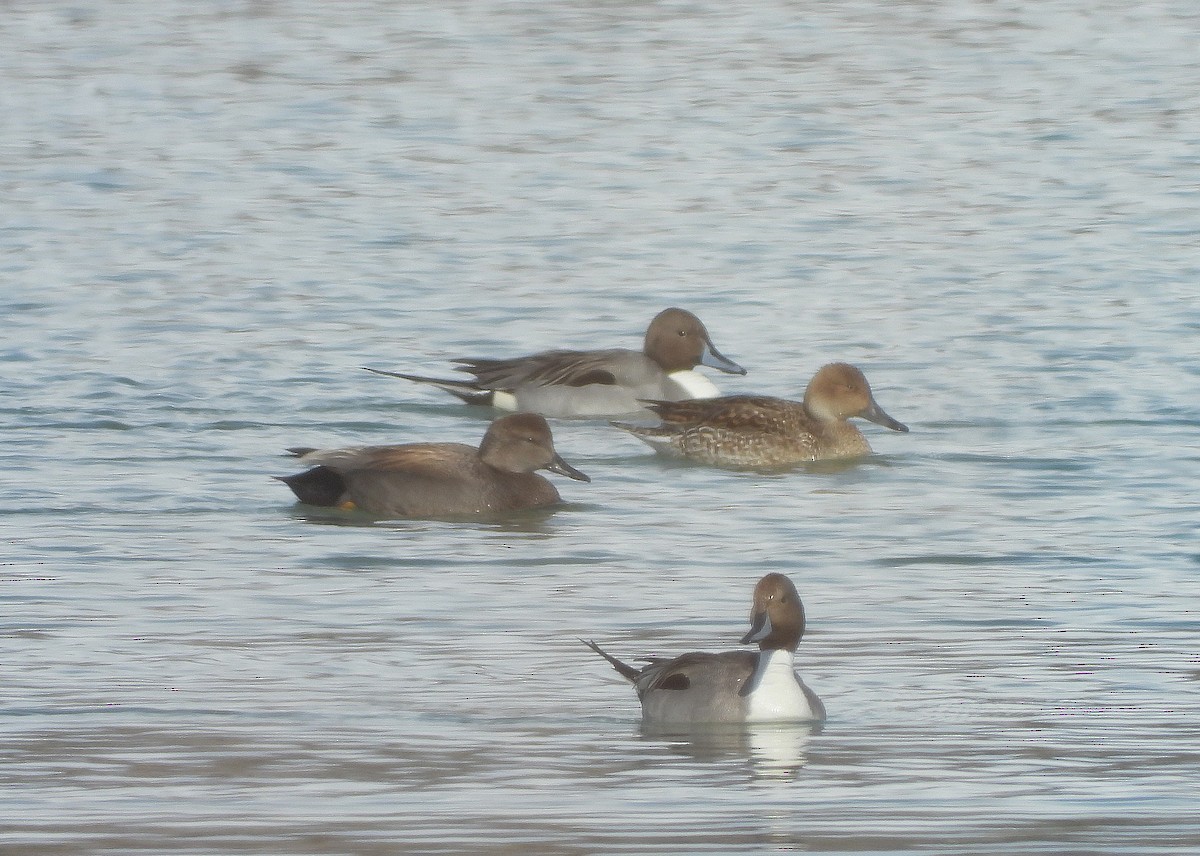 Gadwall - ML427115821