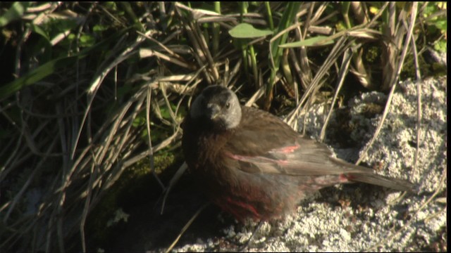 Gray-crowned Rosy-Finch - ML427116