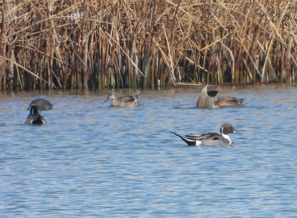 Northern Pintail - ML427116071