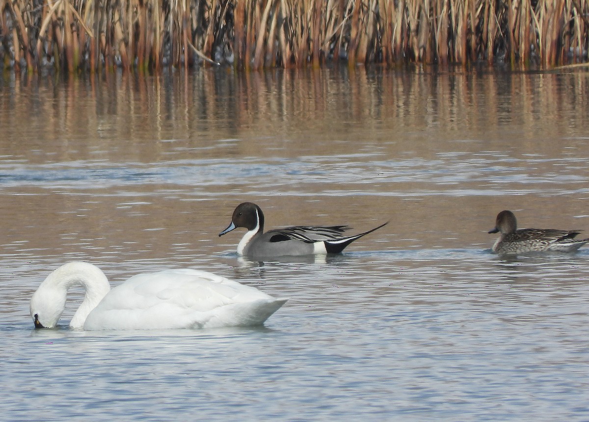 Northern Pintail - Glenn Pearson