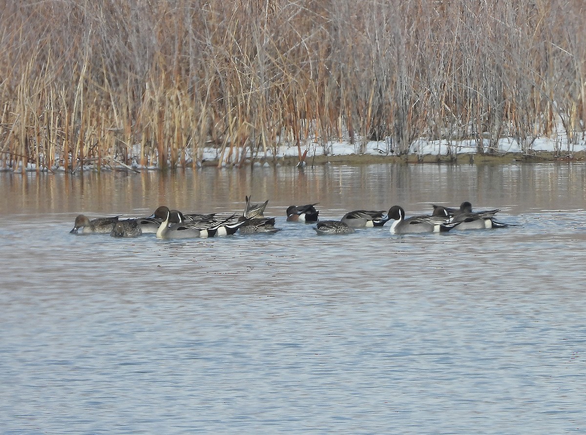 Northern Pintail - ML427116191