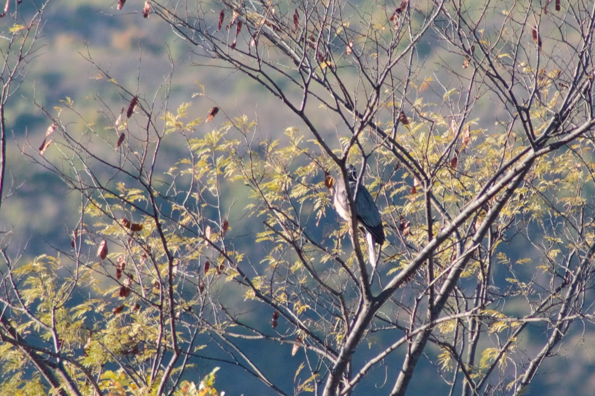 holub pruhoocasý (ssp. vioscae) - ML427116251
