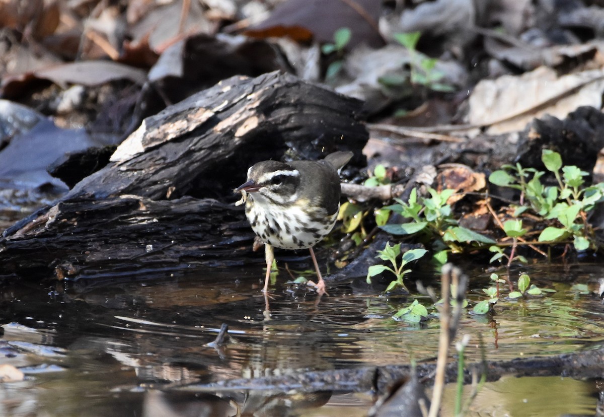 Louisiana Waterthrush - ML427116291