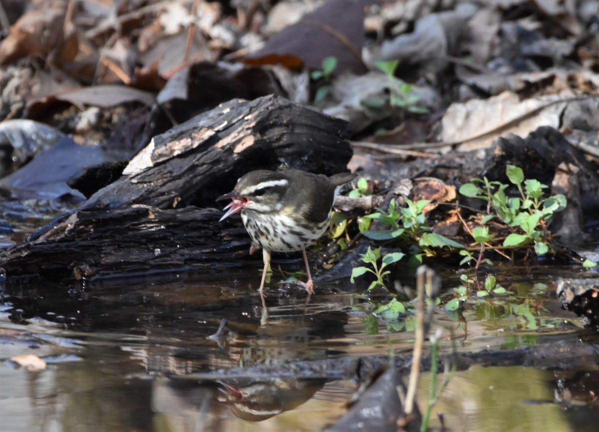 Louisiana Waterthrush - ML427116311