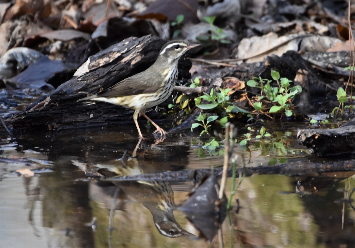 Louisiana Waterthrush - ML427116331