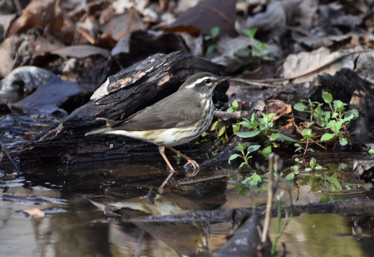 Louisiana Waterthrush - ML427116371