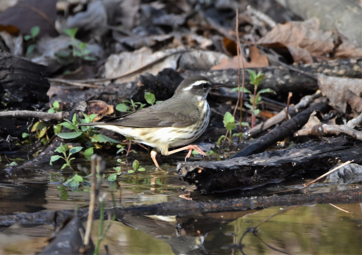 Louisiana Waterthrush - ML427116381