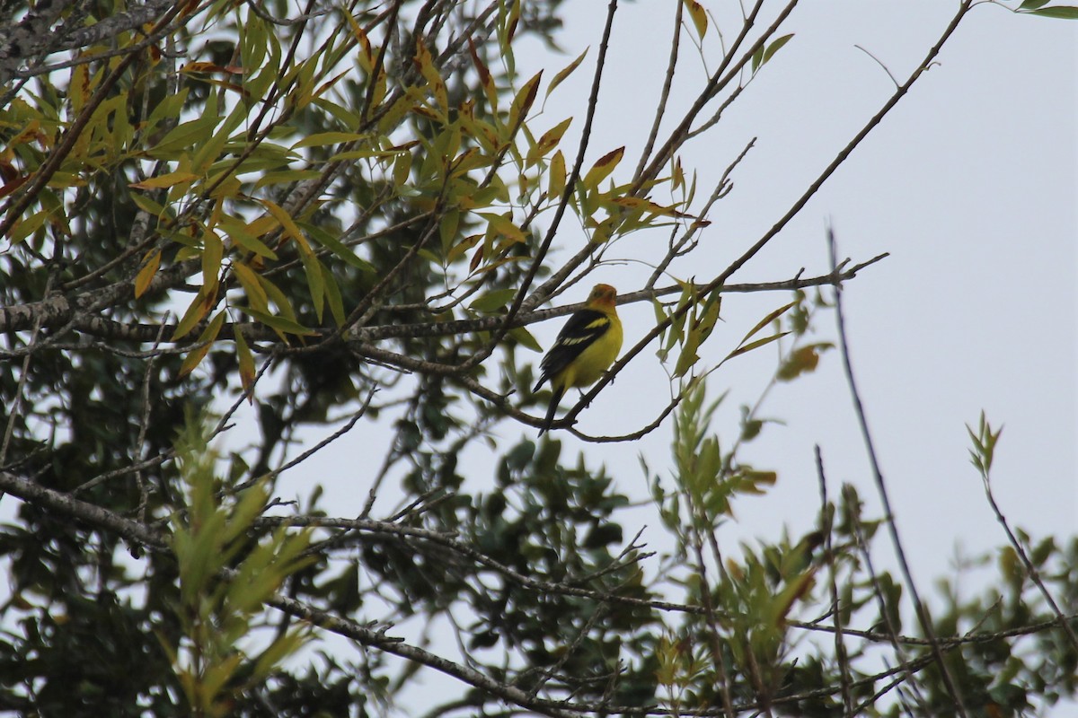 Western Tanager - ML427117341