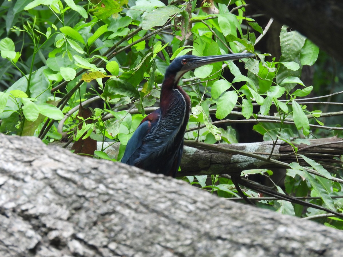 Agami Heron - Jorge Alcalá