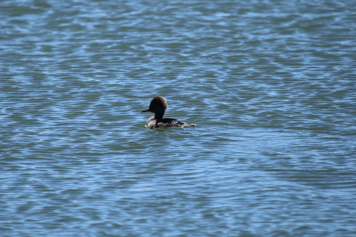 Hooded Merganser - Victor O. Ayala Perez