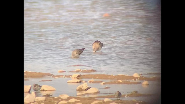 Stilt Sandpiper - ML427119281