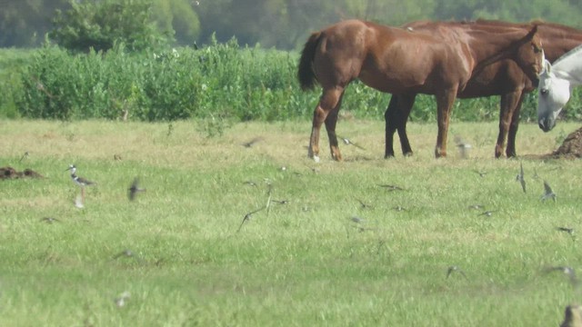 Hirondelle à diadème - ML427119401