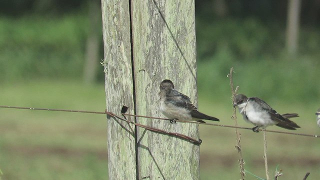 Cliff Swallow - ML427119541