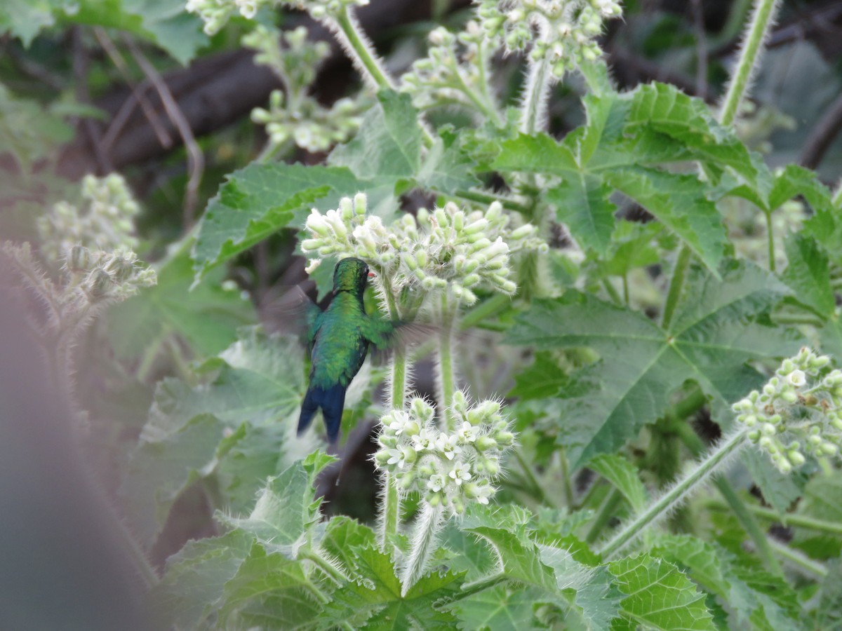 Glittering-bellied Emerald - ML427122321