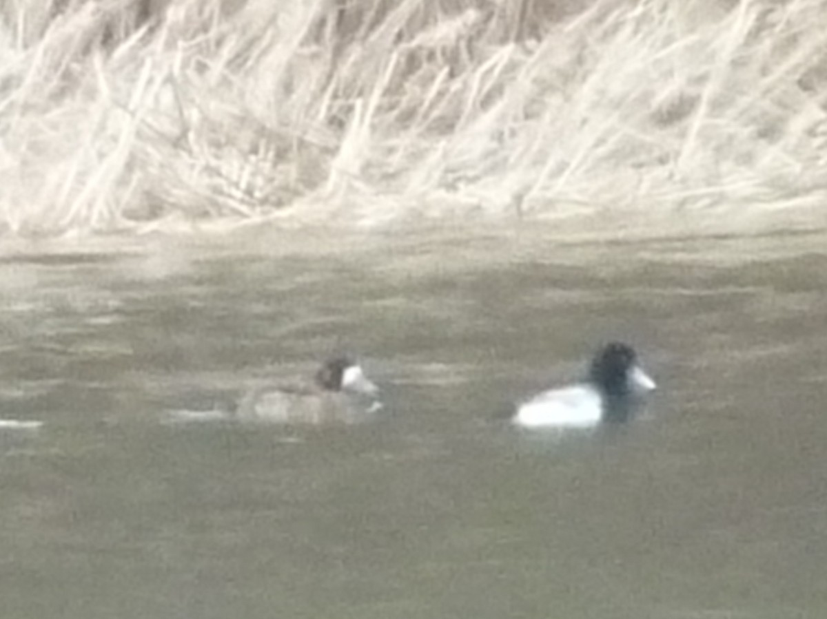 Greater Scaup - ML427122371