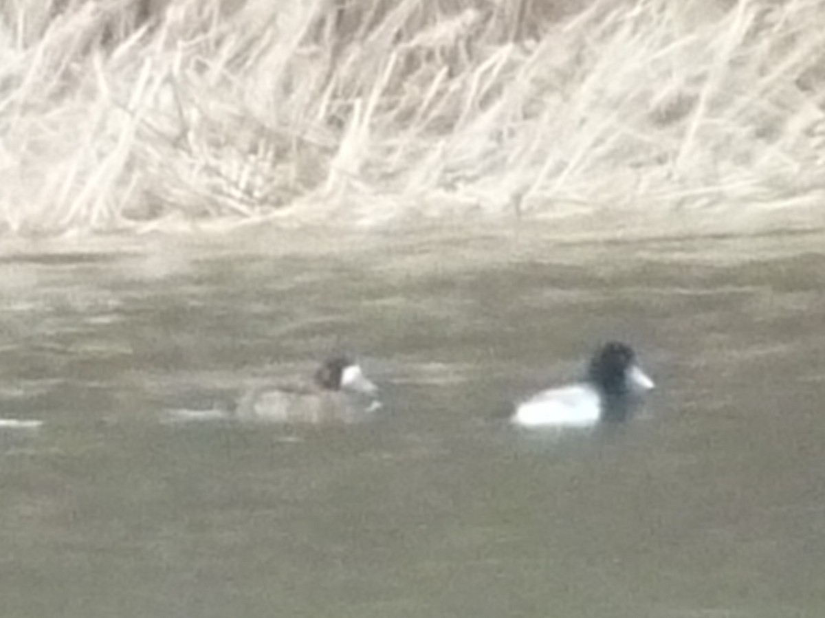 Greater Scaup - ML427122371