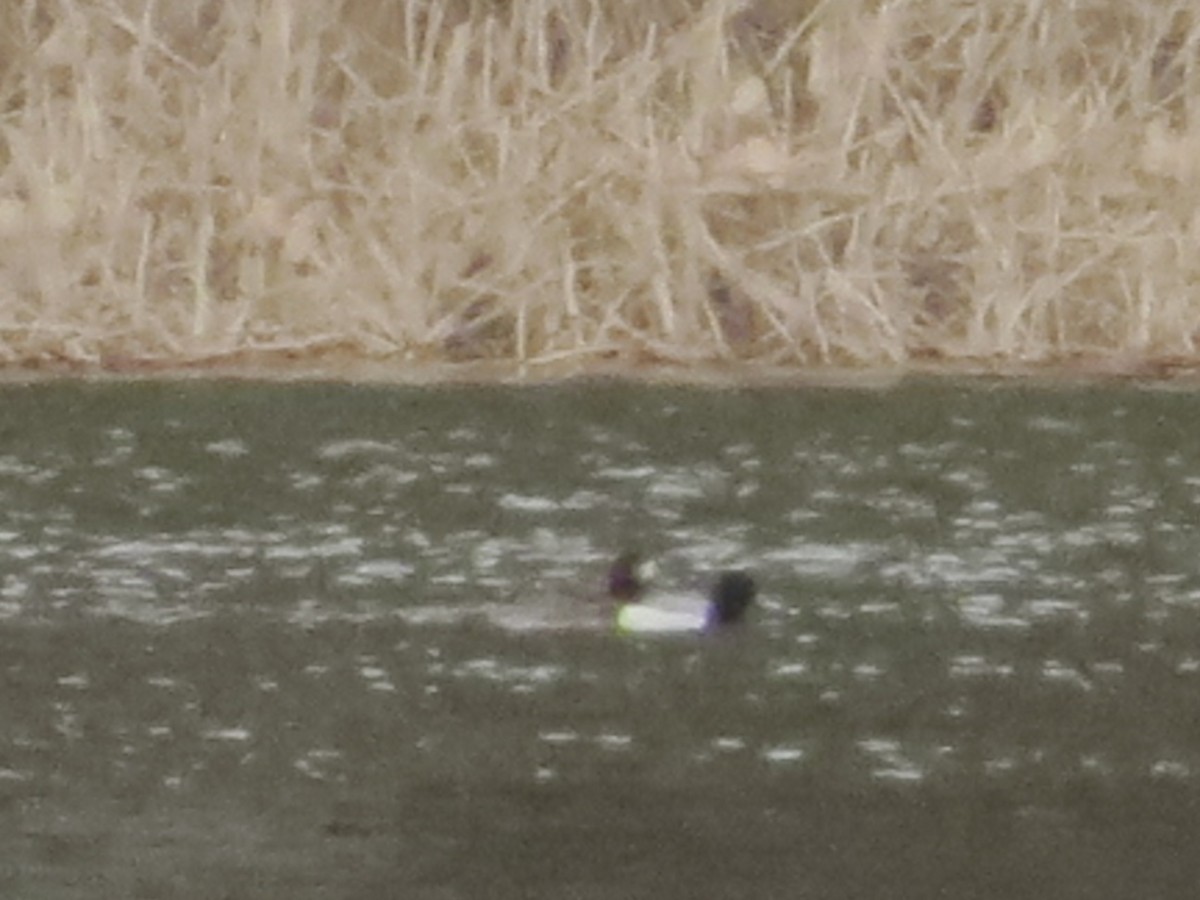 Greater Scaup - ML427122381