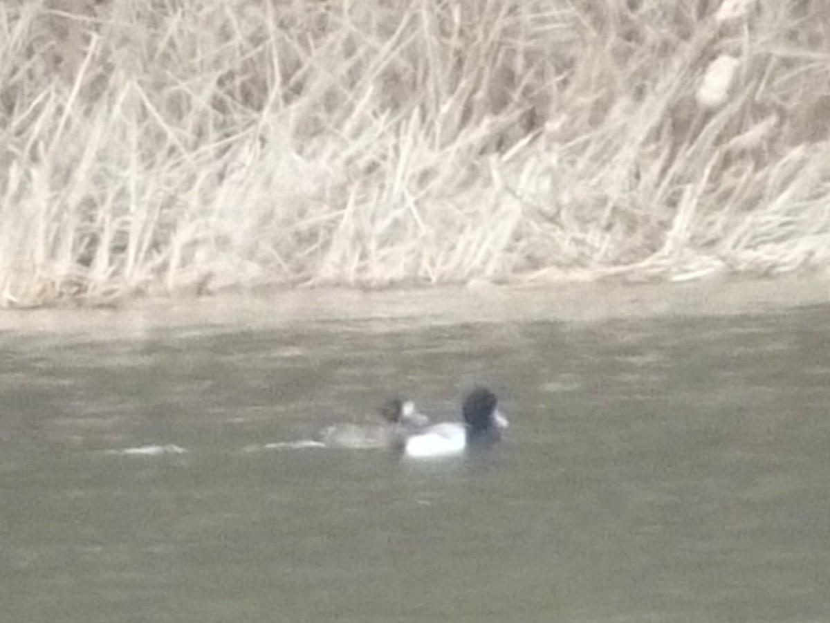 Greater Scaup - ML427122391