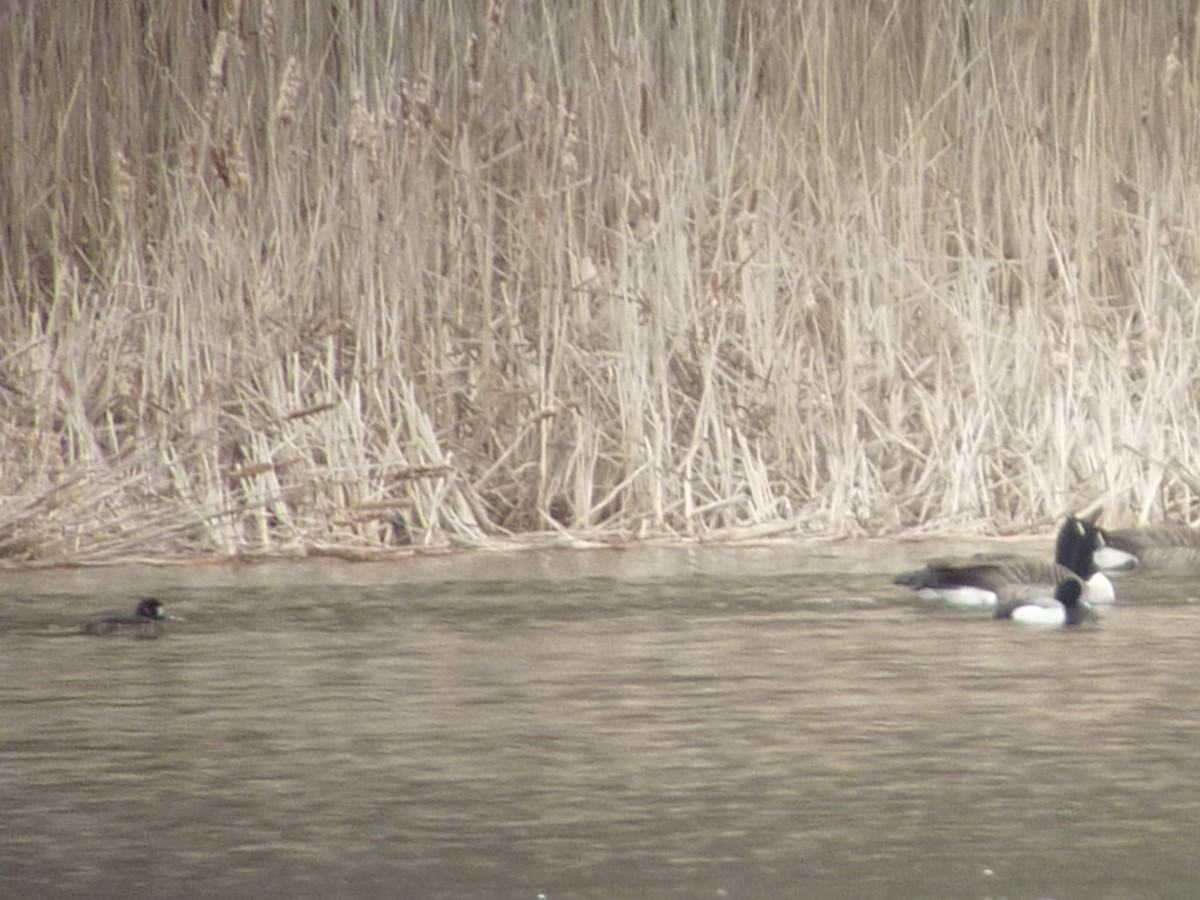 Greater Scaup - Nora E Hanke