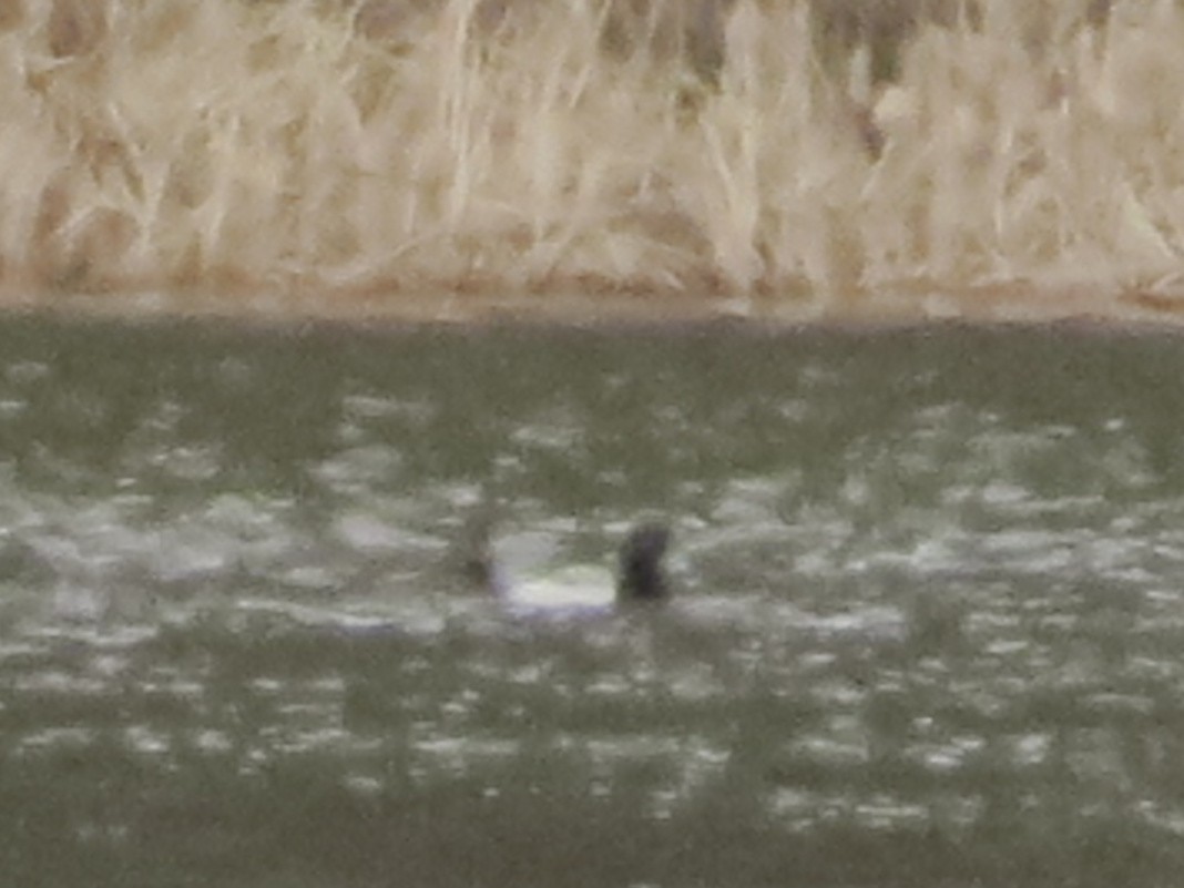 Greater Scaup - ML427122491