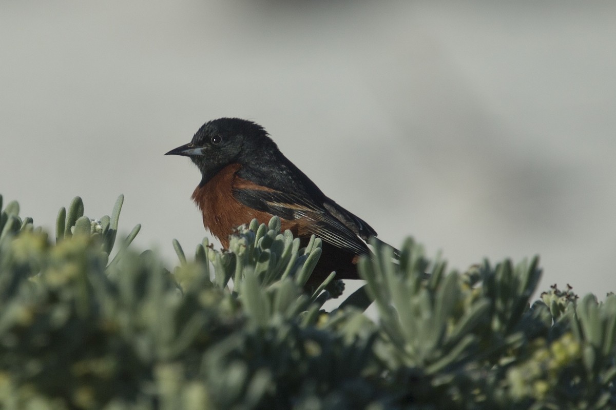 Orchard Oriole - ML427123581