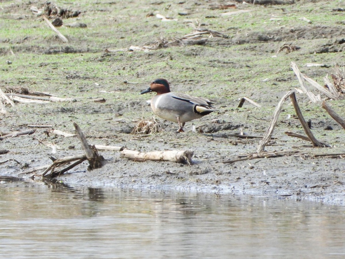 Green-winged Teal - ML427123701
