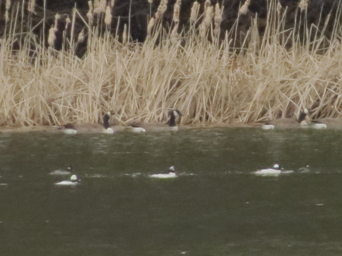 Bufflehead - ML427124251