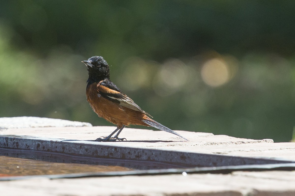 Orchard Oriole - ML427124261